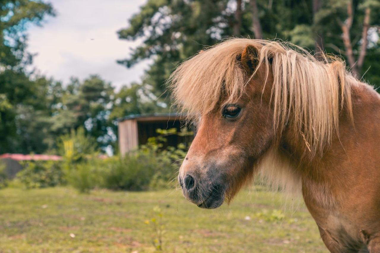 EuroParcs Reestervallei IJhorst Buitenkant foto